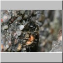 Lasioglossum sexstrigatum - Furchenbiene 09c 5mm gefolgt von Nomada sheppardana - Terasse det.jpg